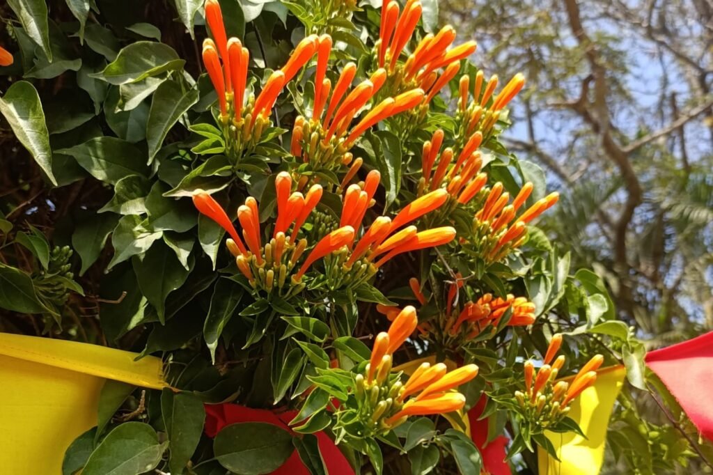 whatsapp image 2026 01 05 at 2.02.55 pm (2)