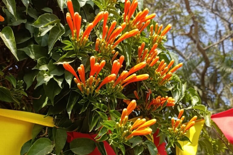 whatsapp image 2026 01 05 at 2.02.55 pm (2)