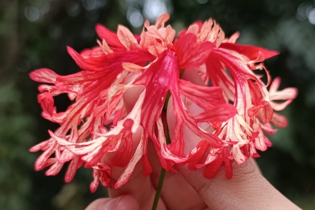 whatsapp image 2026 01 05 at 2.02.56 pm (1)