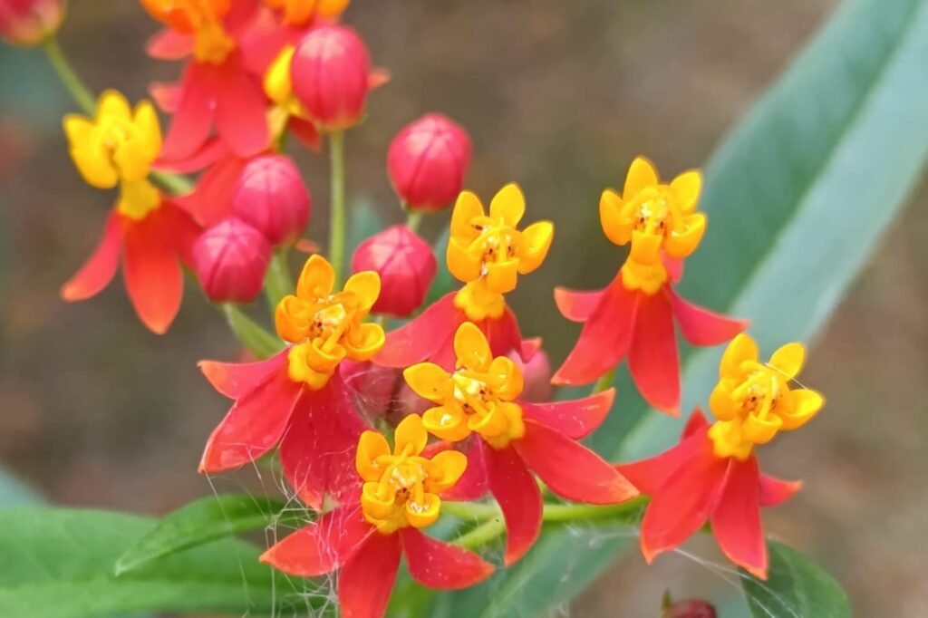 whatsapp image 2026 01 05 at 2.02.56 pm