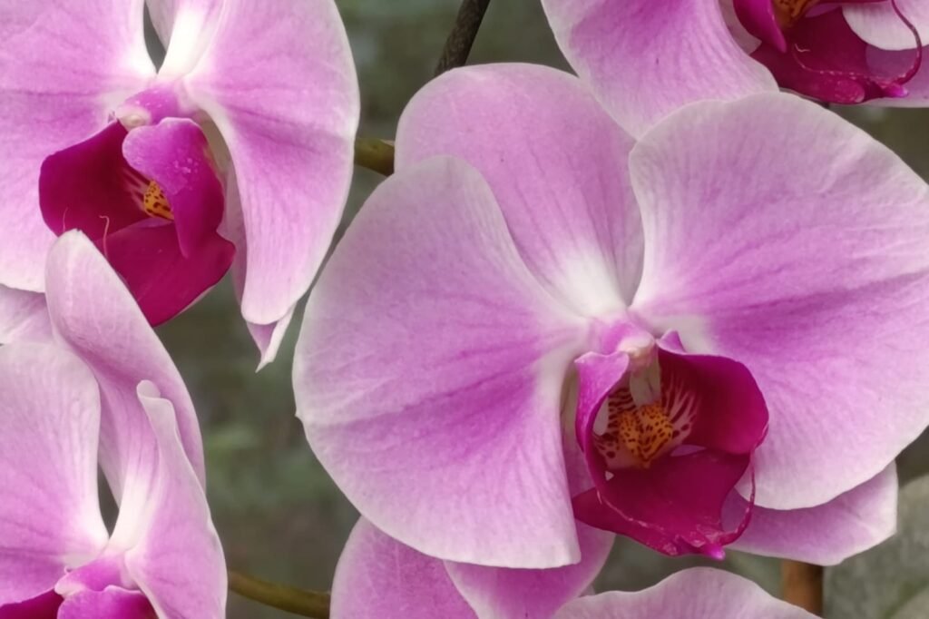 whatsapp image 2026 01 05 at 2.02.56 pm (2)