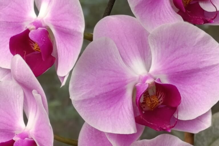 whatsapp image 2026 01 05 at 2.02.56 pm (2)